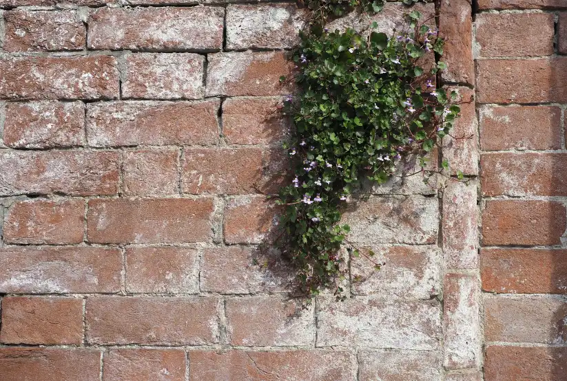 rising-damp-on-brick-wall